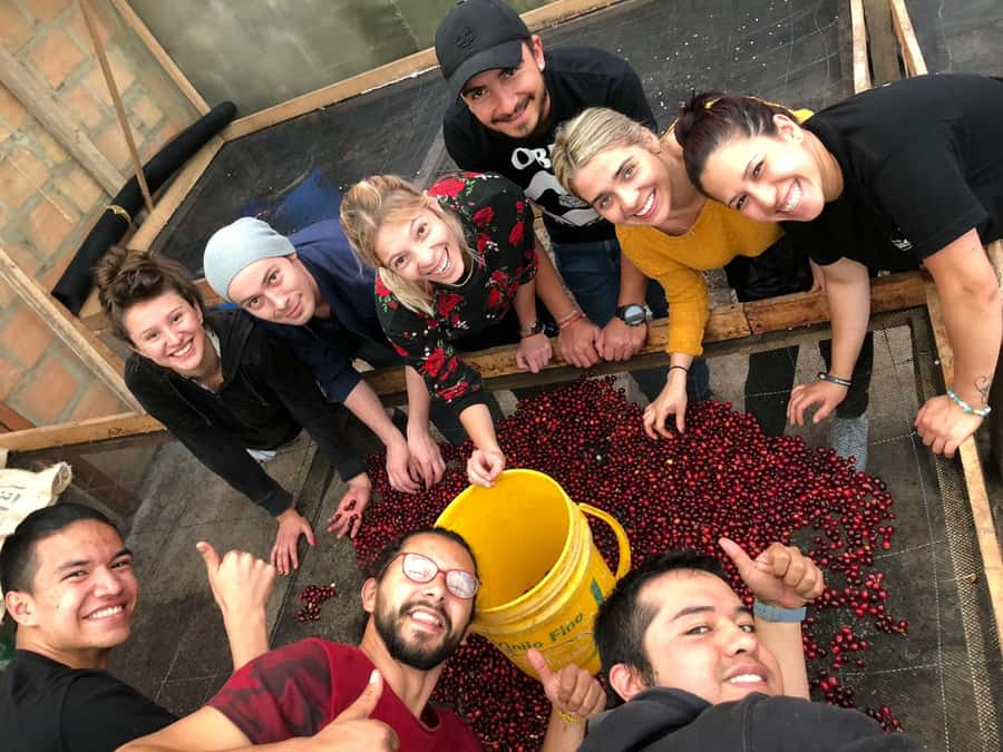 Salento: Coffee Farm Tour with Tasting - Walking among coffee bushes and seedlings