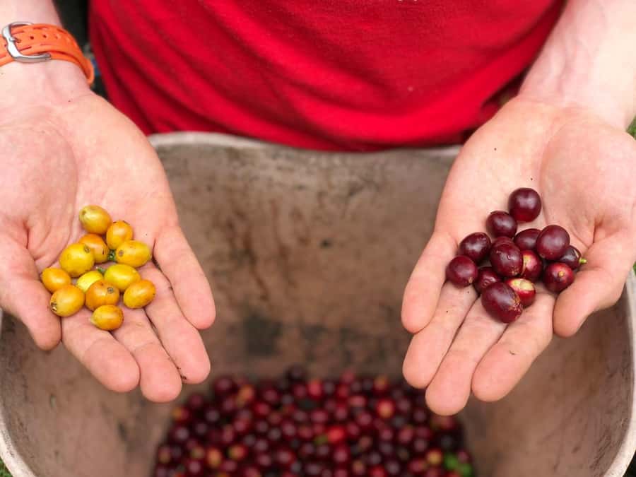 Salento: Coffee Farm Tour with Tasting - The ride from Filandia to the finca