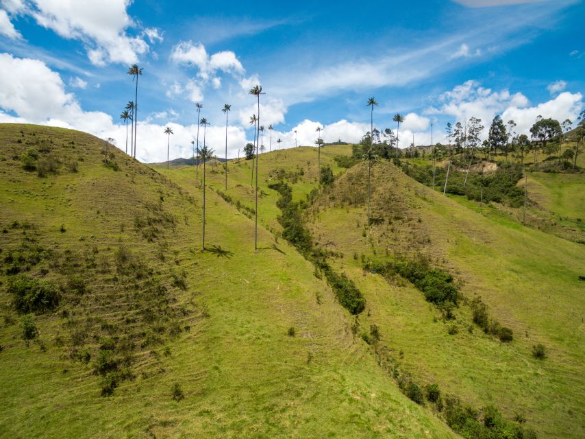 Salento: Private Cocora Valley, Salento & Coffee Farm Tour - The private guide can make or break the day