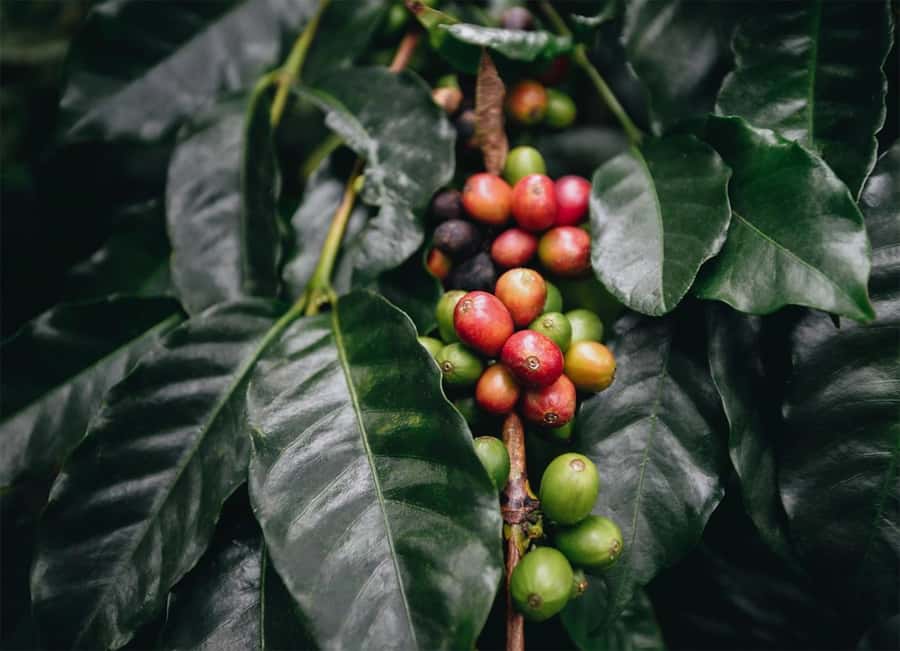 Santa Marta: Minca Coffee, Cocoa, & Waterfall Full-Day Trip - Coffee at a small plantation