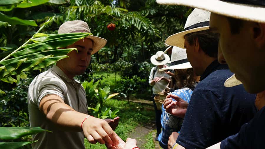 Santa Marta: Minca Coffee, Cocoa, & Waterfall Full-Day Trip - The first 75 minutes: walking into Minca’s forest