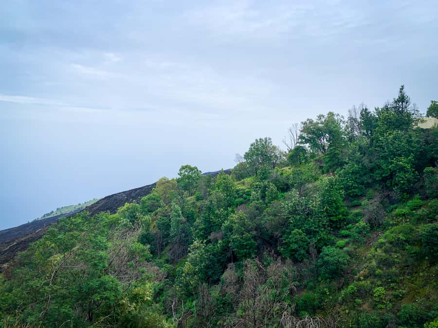 Sao Filipe: Coffee Plantation and Natural Pools Day Trip - Key points to know before booking