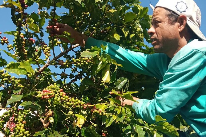 Sarangkot Village Coffee Culture and Authentic Local Life Tour - Meeting small Arabica farmers in the village