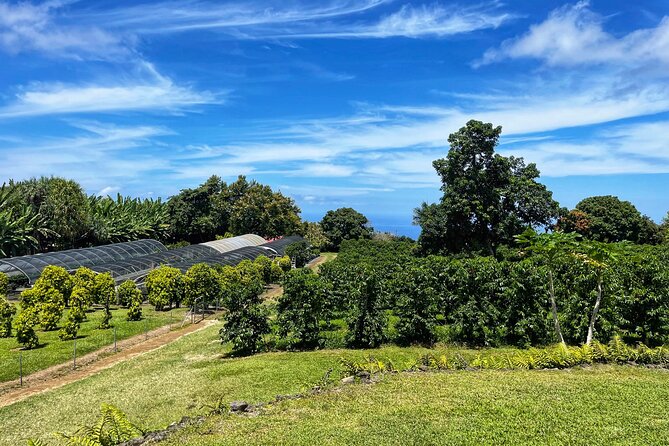 Small-Group Big Island Tour: Hawaii Volcanoes National Park and Kona Coffee Farm - Thurston Lava Tube: a short walk underground