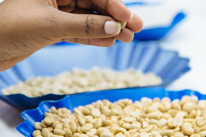 Specialty Coffee Masterclass - Tasting five coffees from across Rwanda