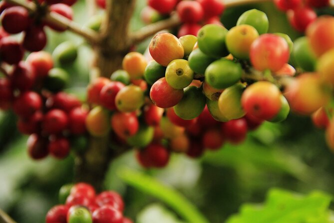 Super Combo Tour: Waterfalls Gardens + Coffee Tour + Poás Volcano - Who should book this full-day combination