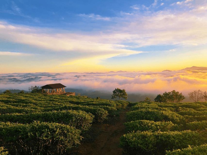 Tea & Coffee Tour - Why this Da Lat tour is worth considering