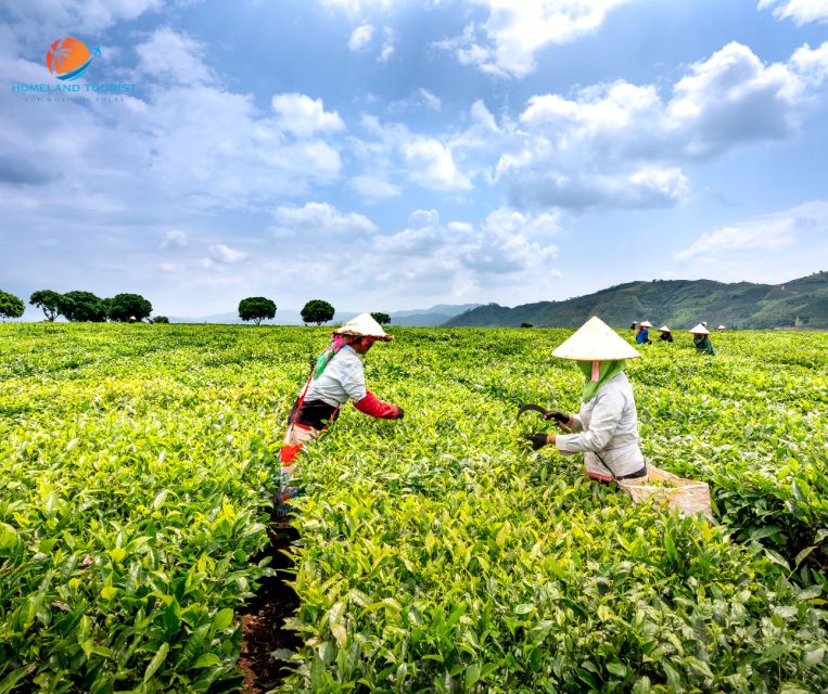Tea & Coffee Tour - Walking through Cau Dat’s tea plantations