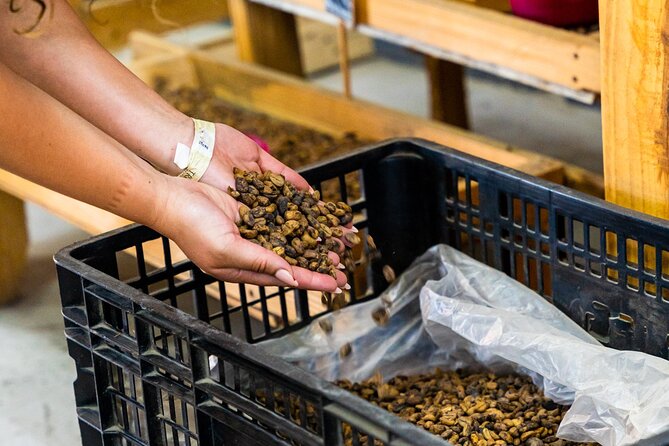 The Coffee Experience - Arriving at Color Cafe in Dominicus Village