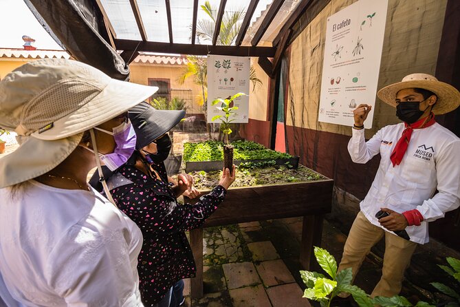 The Colors of Coffee in the Farms of Coatepec - Practical advice before departure