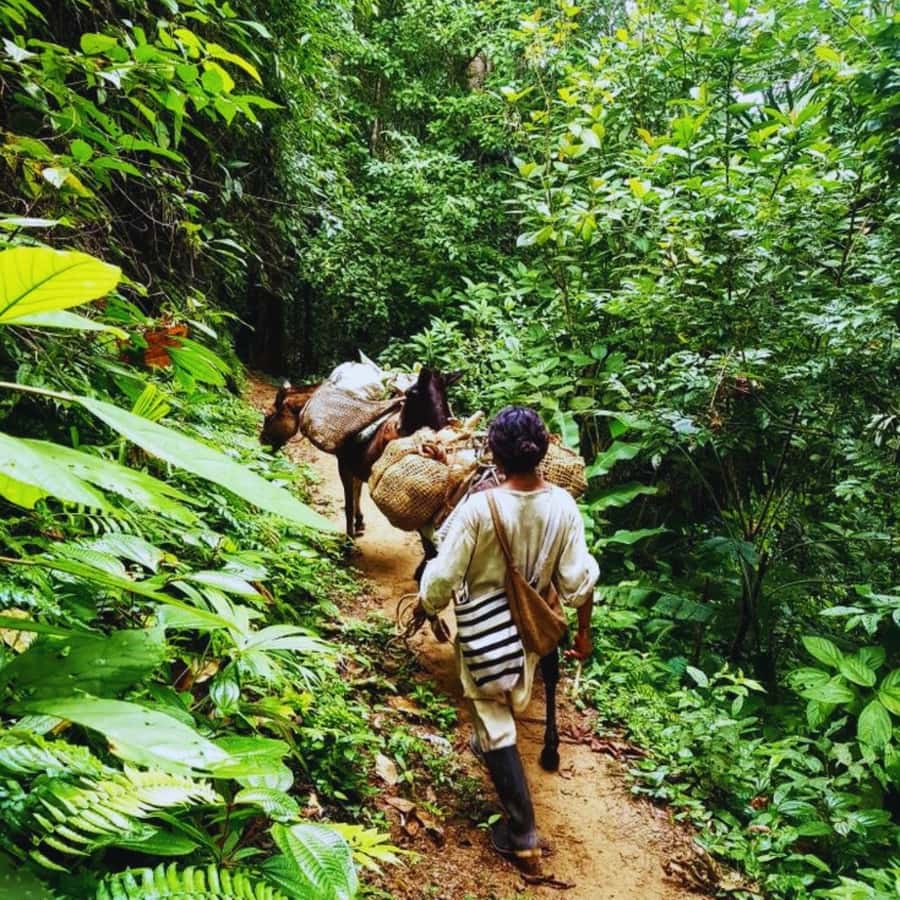 Trekking History and Indigenous Heritage in Minca + Cacao & Coffee + Waterfall - Starting at Minca’s central chapel