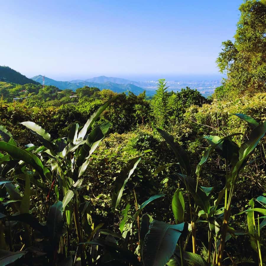 Trekking History and Indigenous Heritage in Minca + Cacao & Coffee + Waterfall - Coffee and cacao tasting with real context