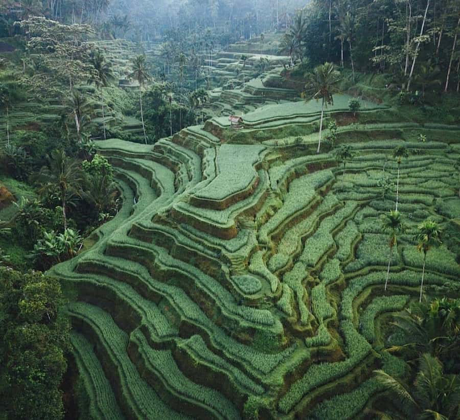 Ubud: Waterfall, Holy Water Temple,Swing&coffee plantation - How the nine-hour Ubud route works