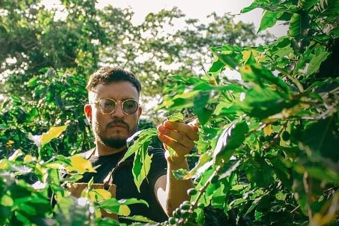 Visit to Coffee Farm with Tasting in Coatepec - The seedbed: seeing coffee before the cup