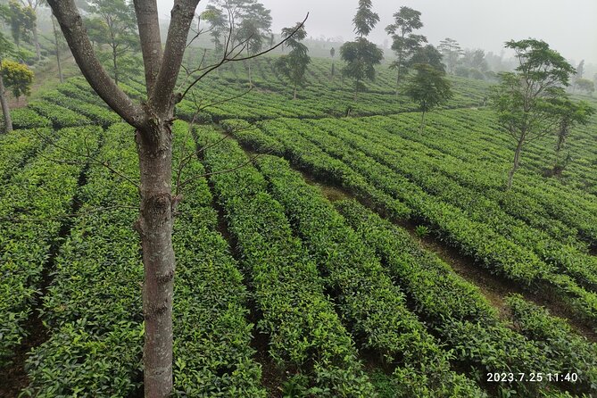 Volcano, Hot Spring, Tea Factory, rice fields and Coffee Tour - Tangkuban Perahu: Fumes From an Active Crater