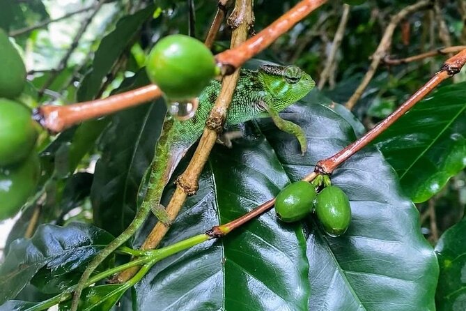 Waterfall, coffee tour & hot springs - lunch and drinks included - The guide can shape the whole day