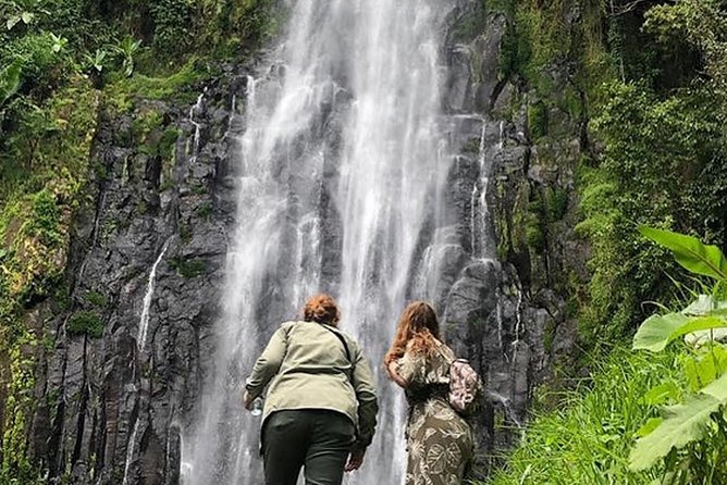 Waterfall & Coffee Walking Tour - The coffee farm and Tanzania’s coffee story