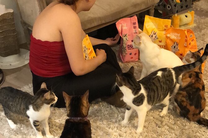 Whiskers & Coffee: Relax and Play with Adorable Cats - Key points to know before you go