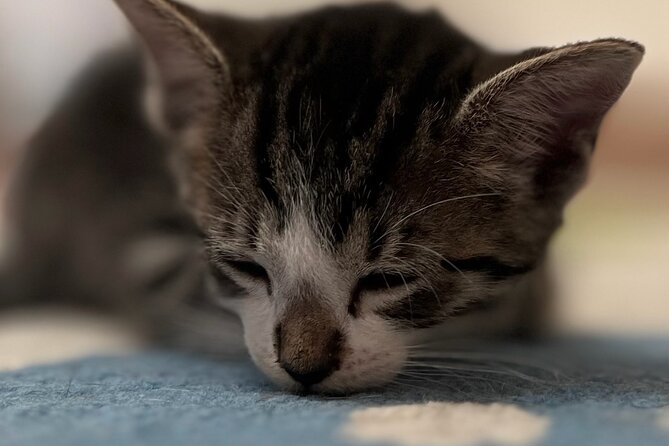Whiskers & Coffee: Relax and Play with Adorable Cats - A project with a purpose
